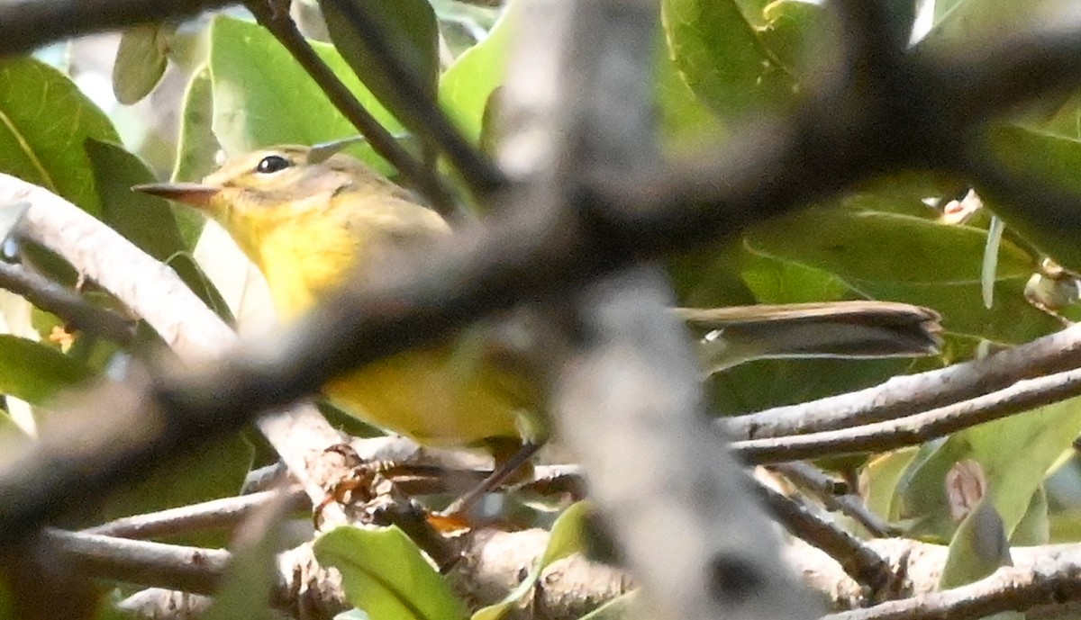 Prairie Warbler - ML644042142