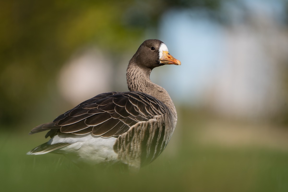 Greater White-fronted Goose - ML644042143