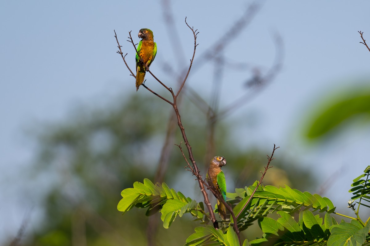 Brown-throated Parakeet - ML644042144