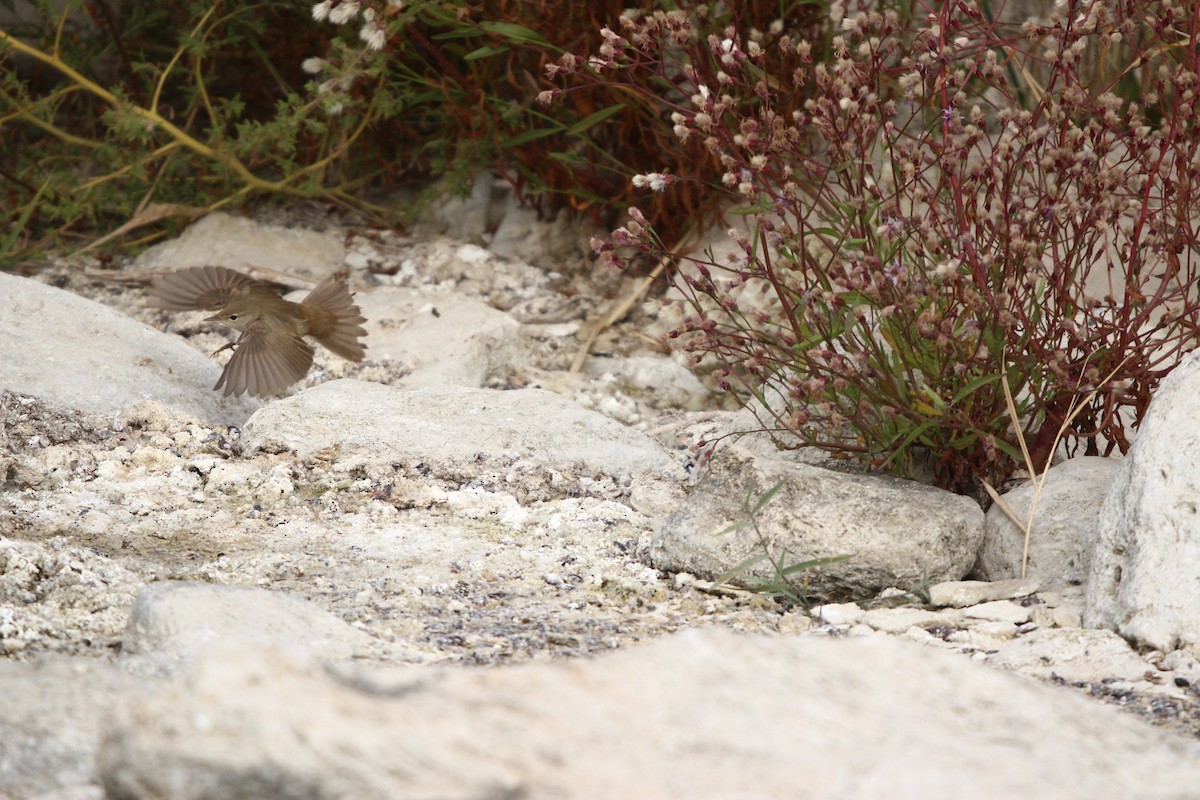 Common Reed Warbler (Caspian) - ML644042145