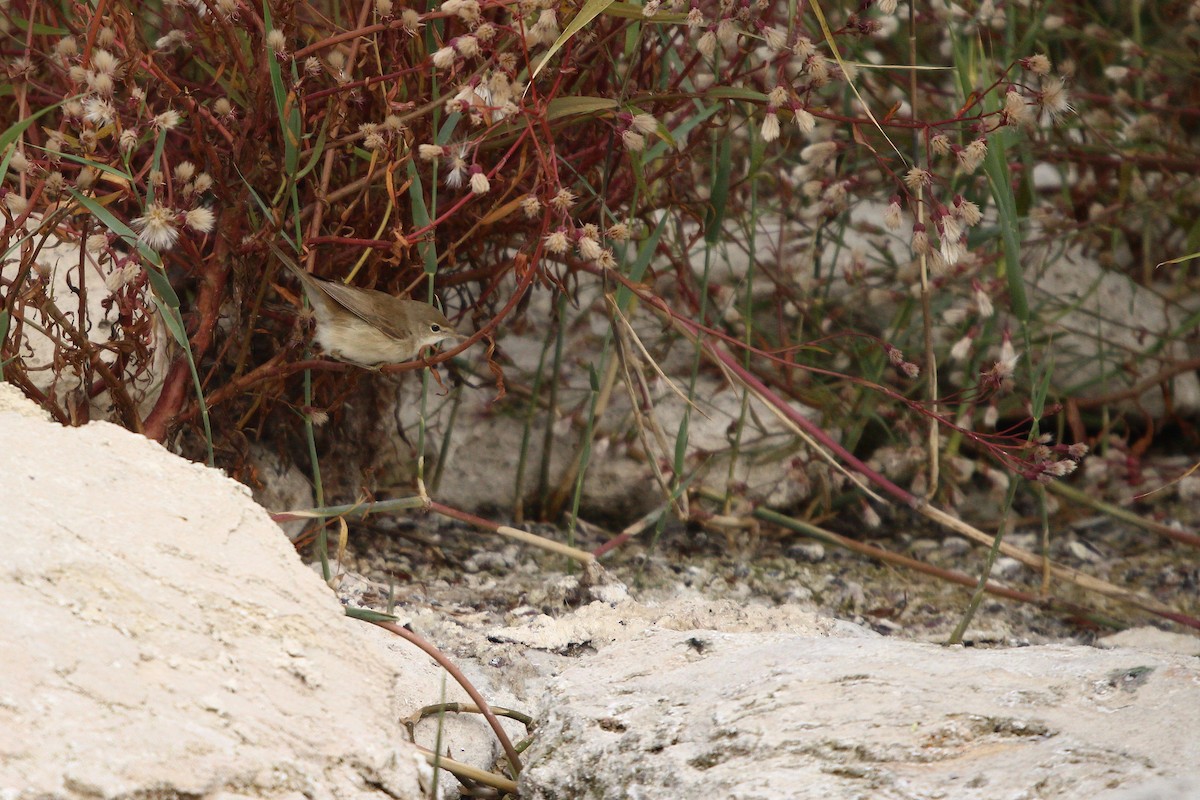 Common Reed Warbler (Caspian) - ML644042146