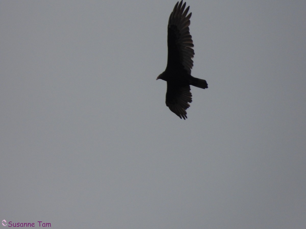 Turkey Vulture - ML644042147