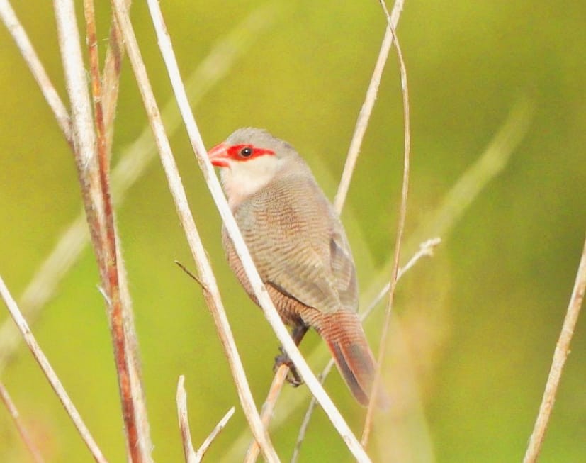 Common Waxbill - ML644042148
