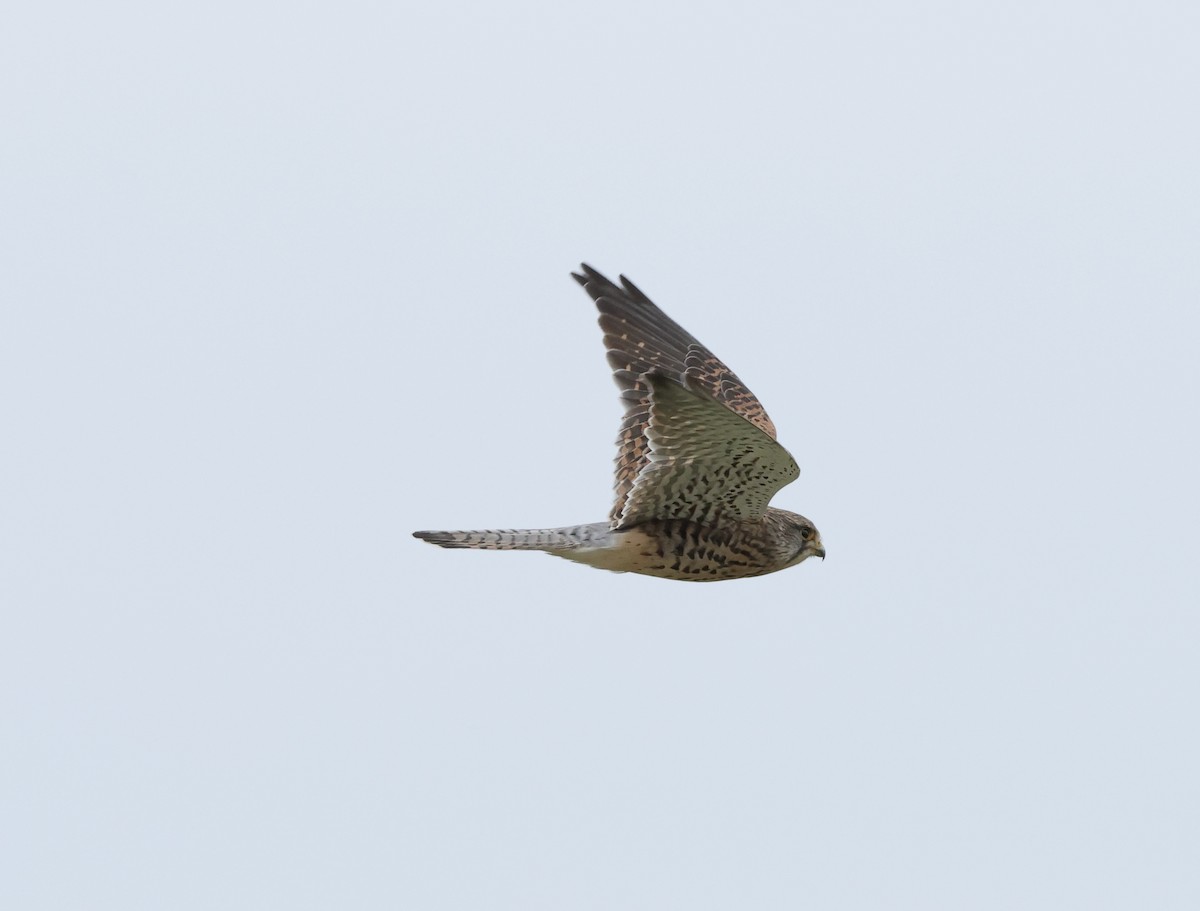 Eurasian Kestrel - ML644042149