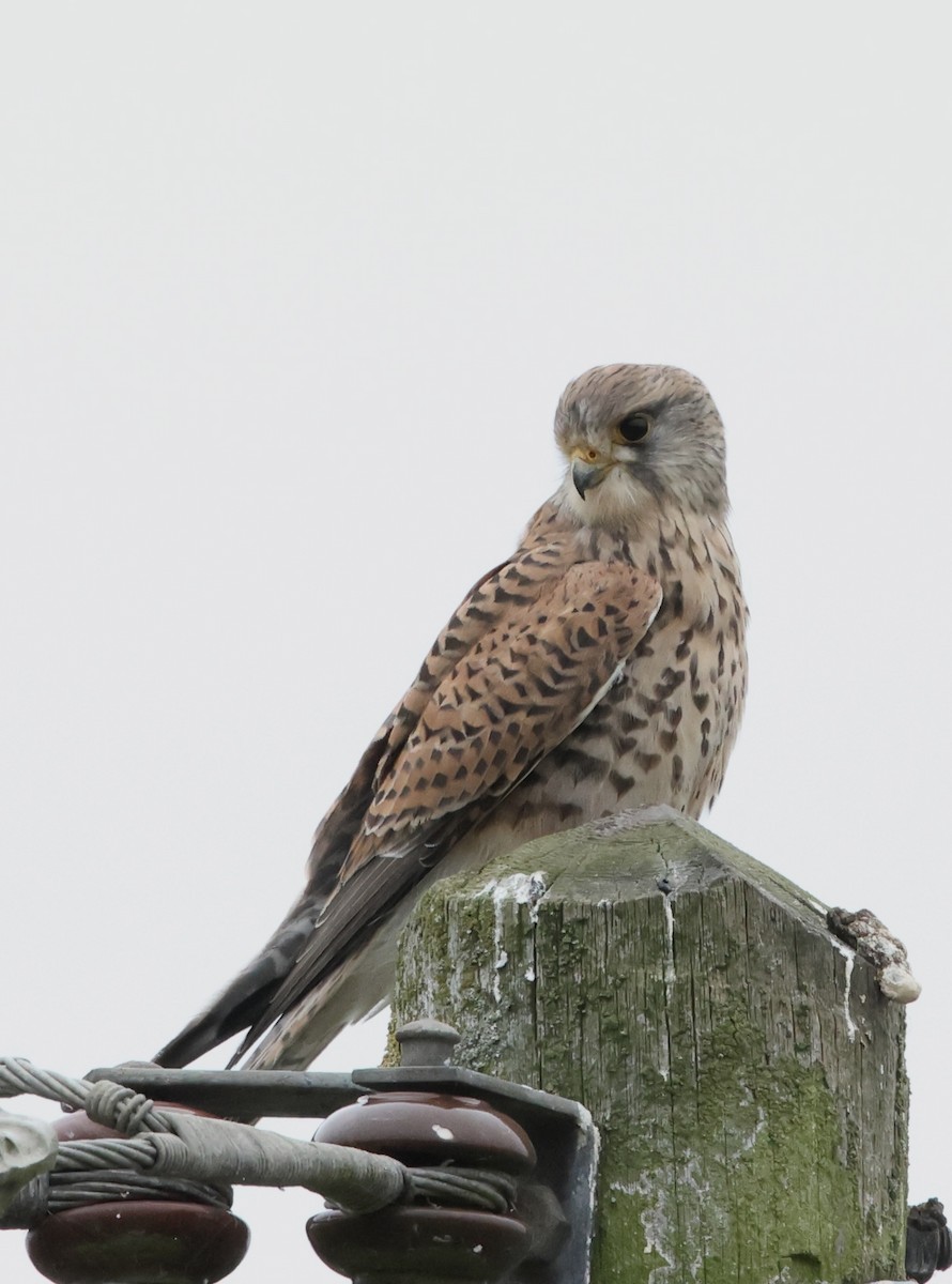 Eurasian Kestrel - ML644042150