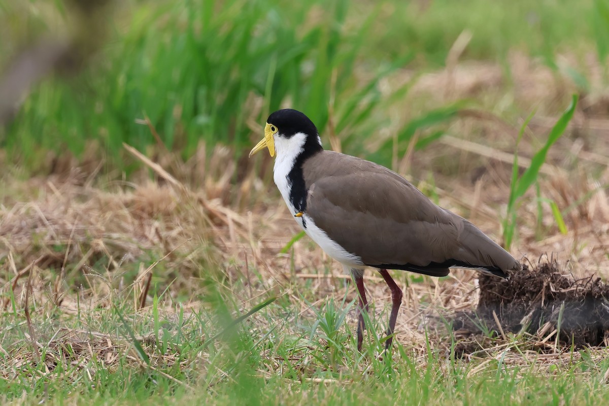 Masked Lapwing (Black-shouldered) - ML644042151