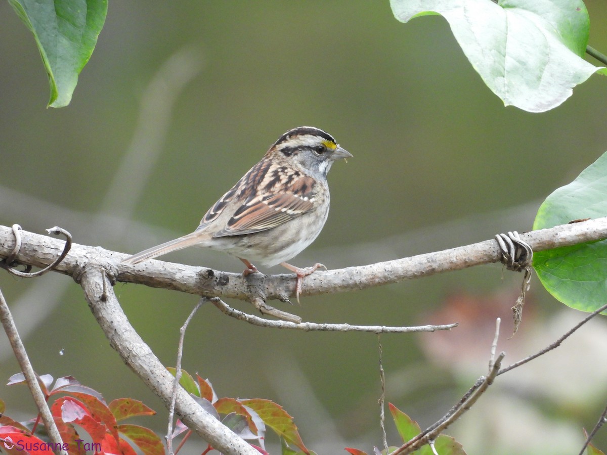 White-throated Sparrow - ML644042153