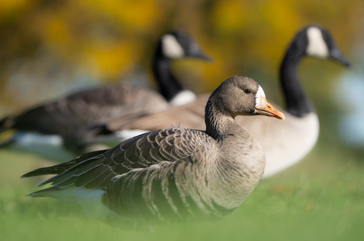 Greater White-fronted Goose - ML644042154