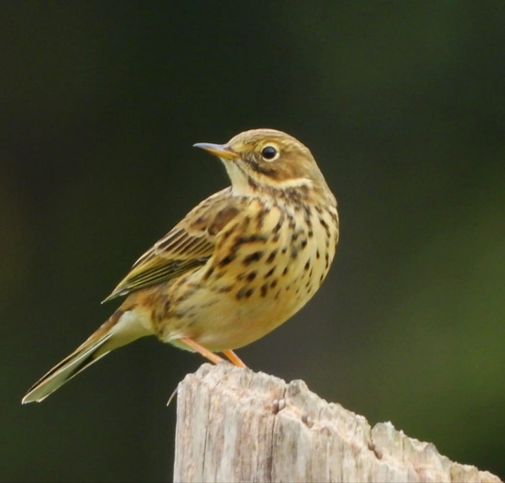Meadow Pipit - ML644042155