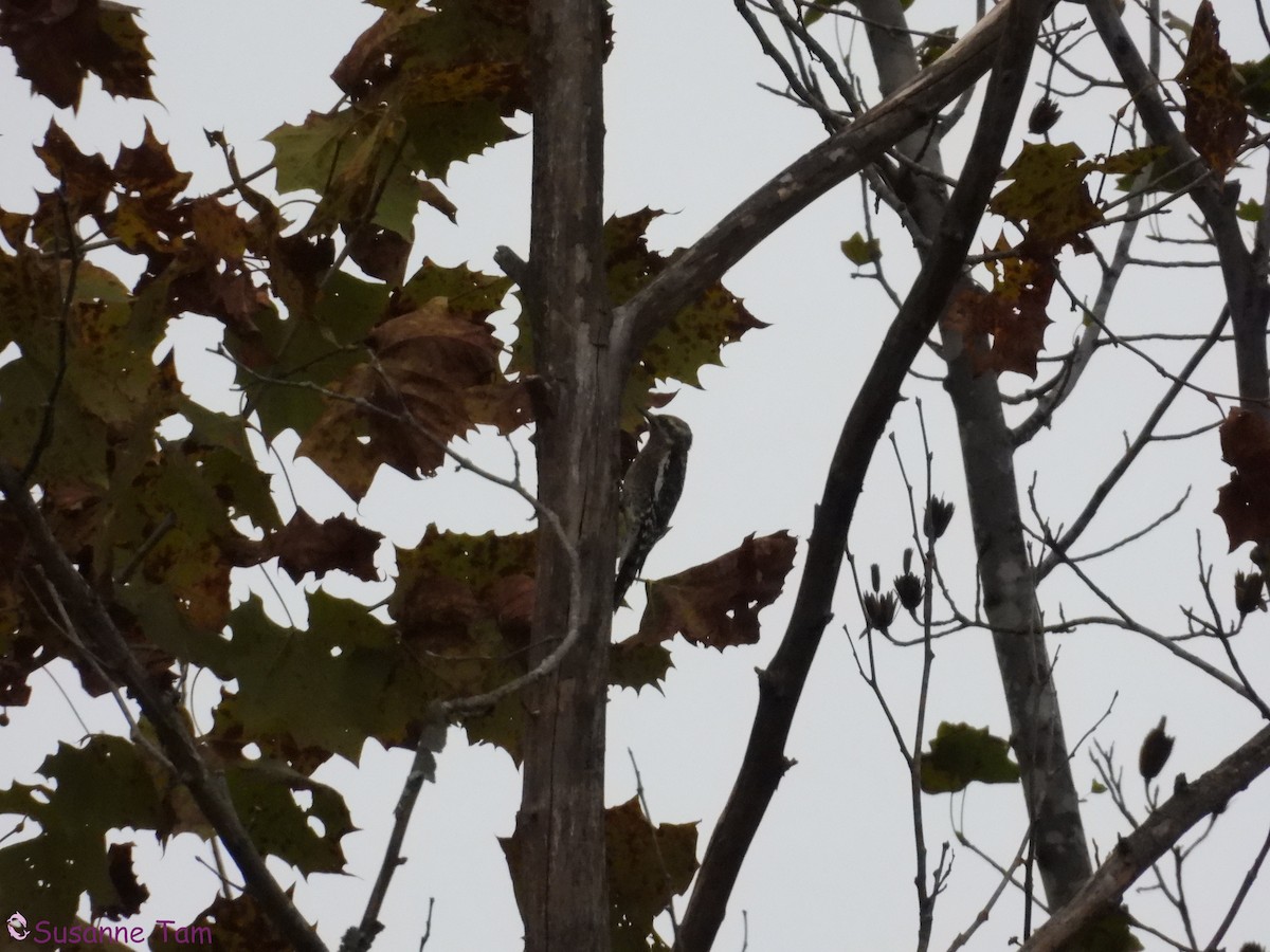 Yellow-bellied Sapsucker - ML644042156