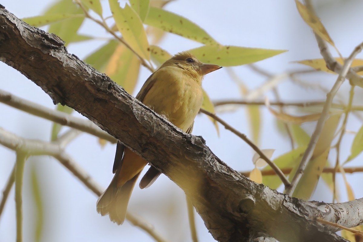 Summer Tanager - ML644042157