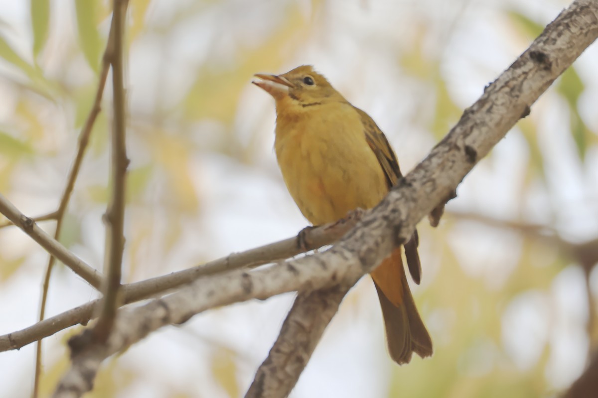 Summer Tanager - ML644042158