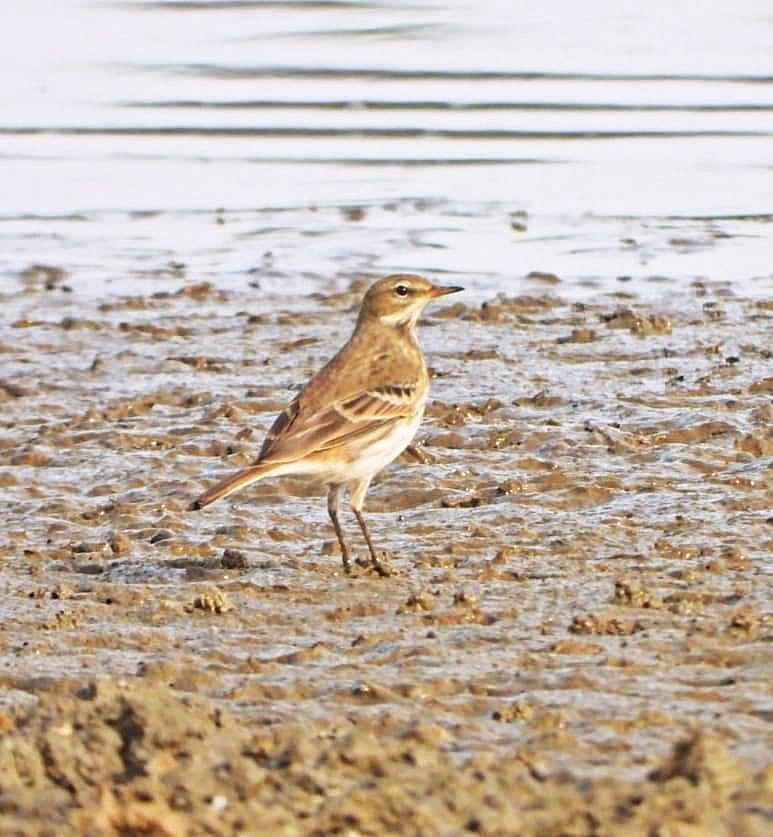 Water Pipit - ML644042159