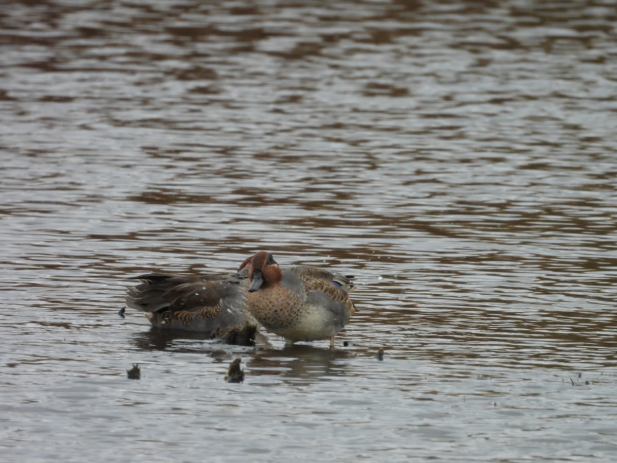 Green-winged Teal - ML644042160