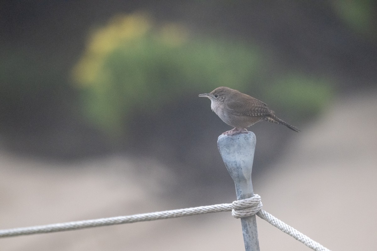 Northern House Wren - ML644042162