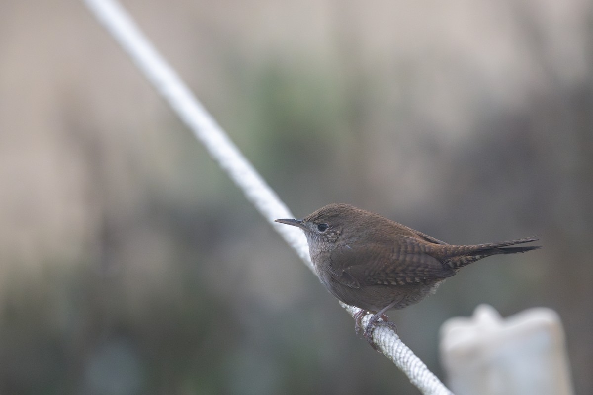 Northern House Wren - ML644042163