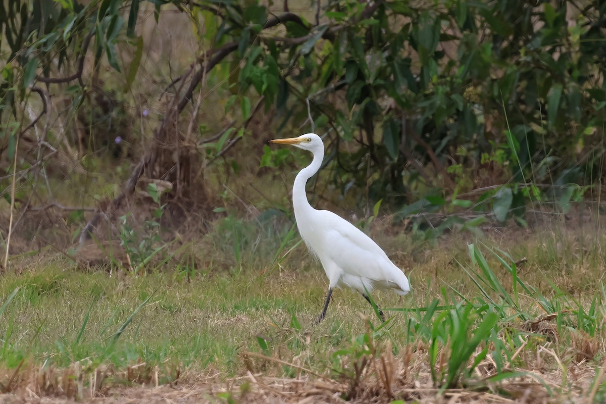 Plumed Egret - ML644042164