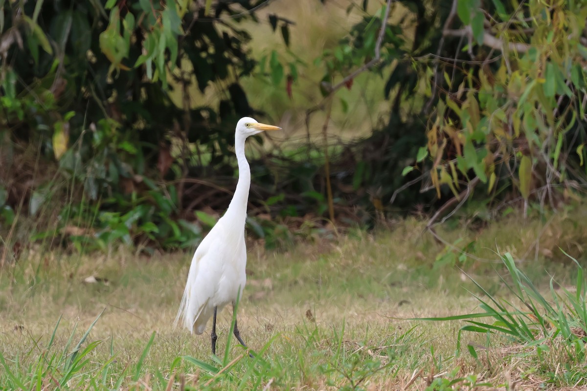 Plumed Egret - ML644042165