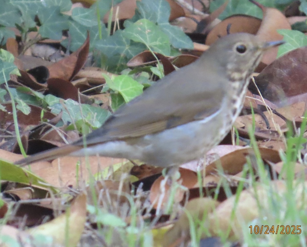 Hermit Thrush - ML644042166