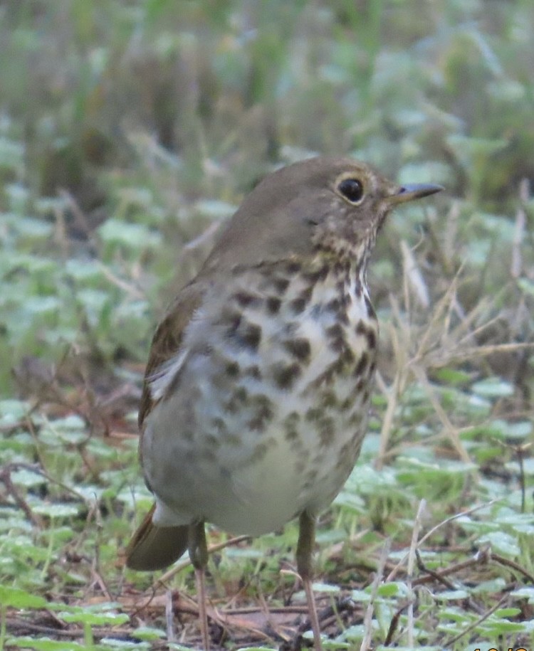 Hermit Thrush - ML644042167