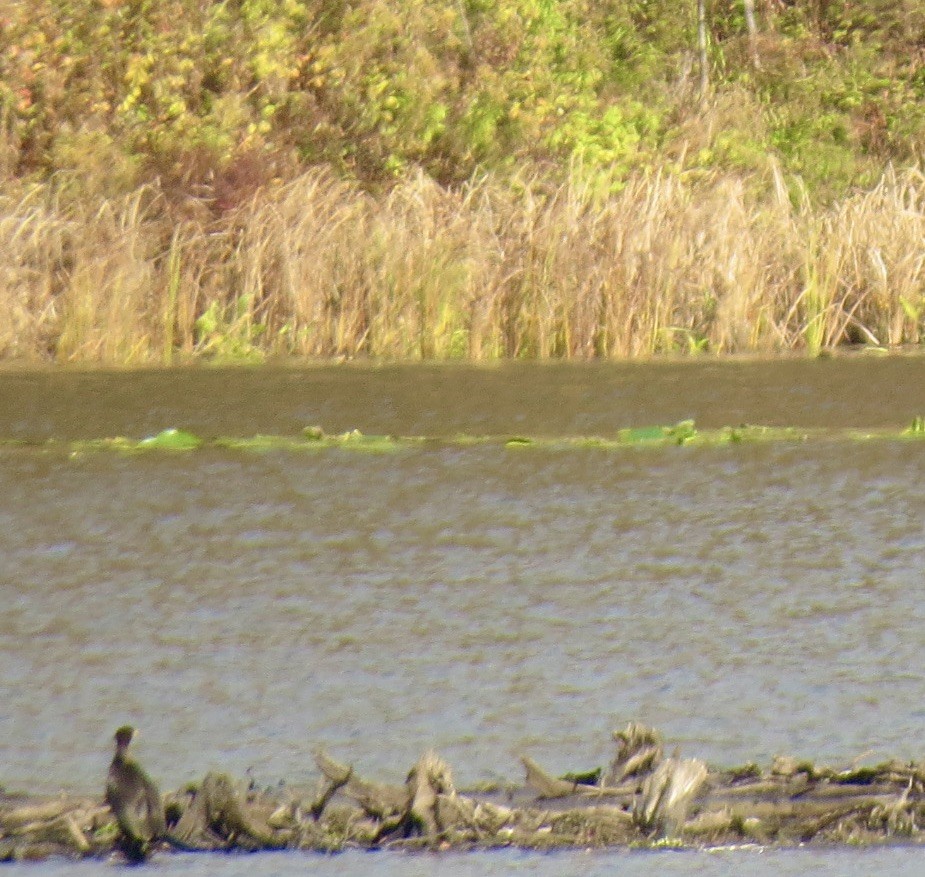 Double-crested Cormorant - ML644042168