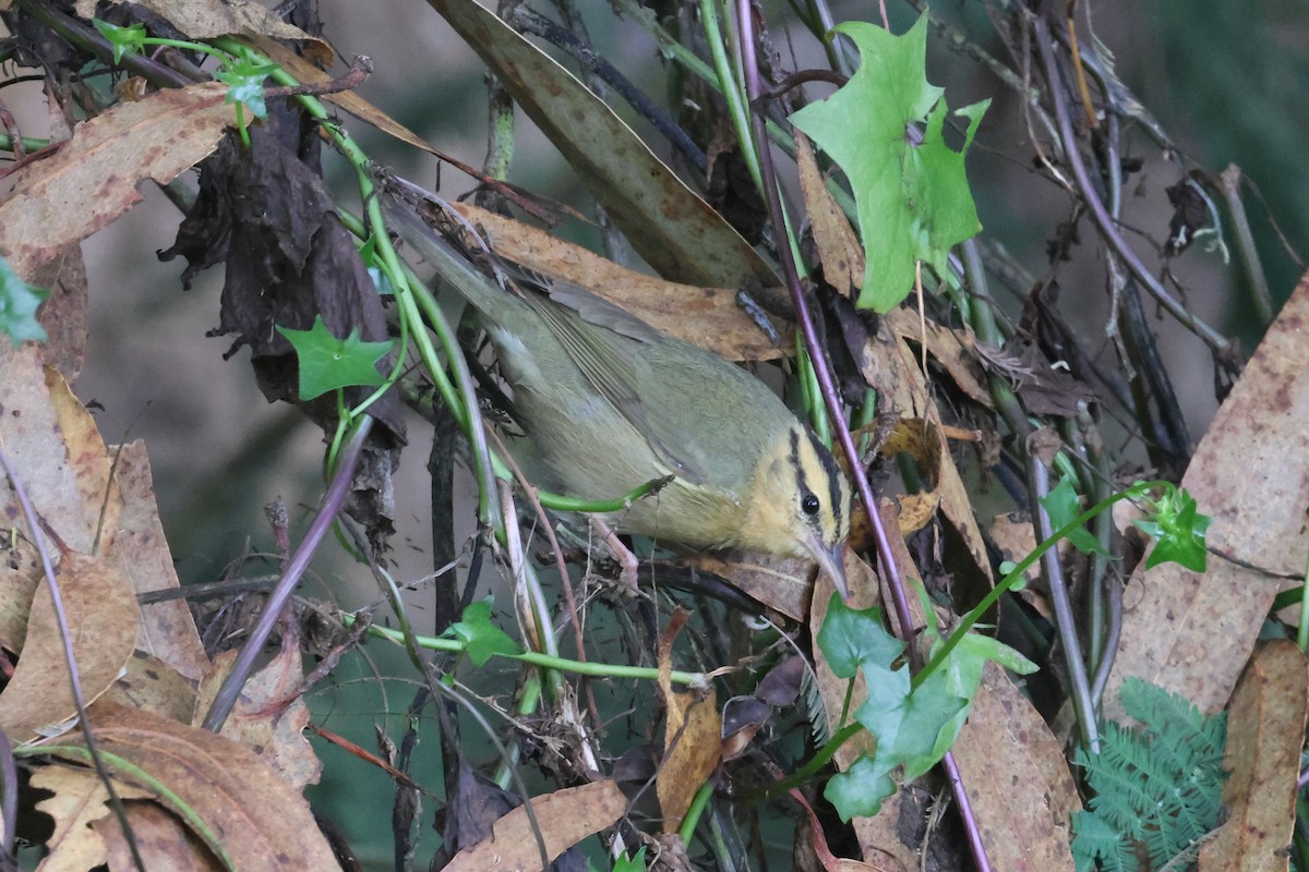 Worm-eating Warbler - ML644042169