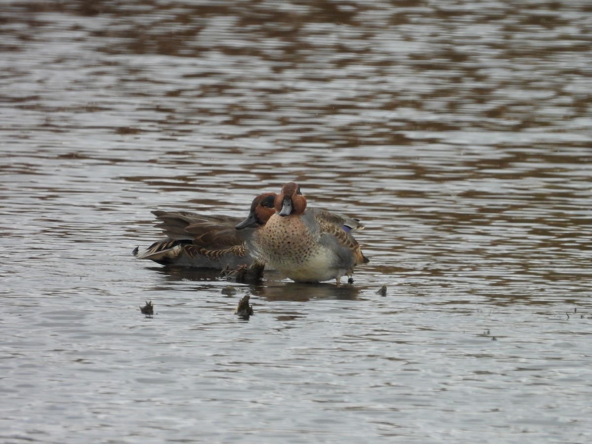 Green-winged Teal - ML644042170