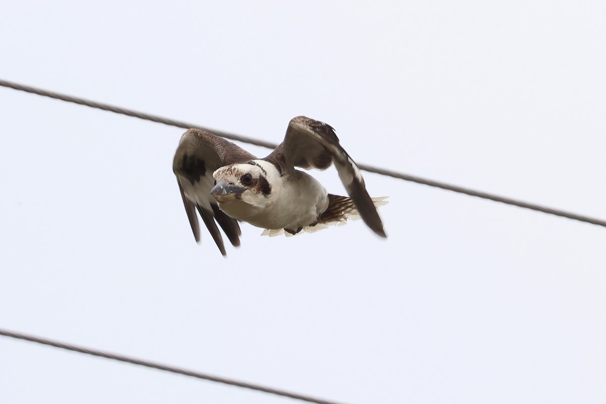 Laughing Kookaburra - ML644042171