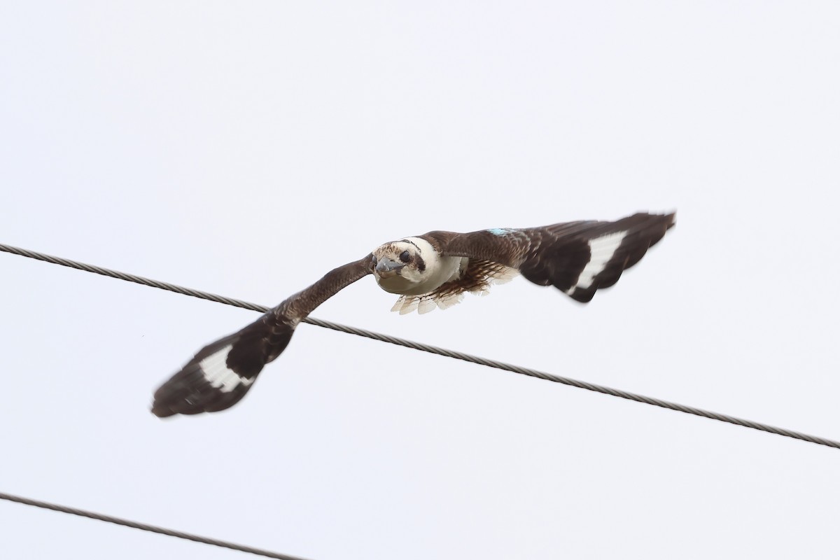 Laughing Kookaburra - ML644042172