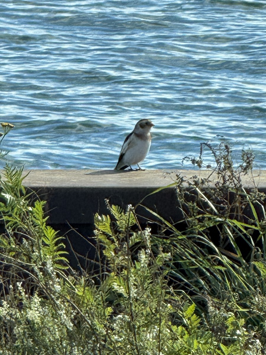 Snow Bunting - ML644042176