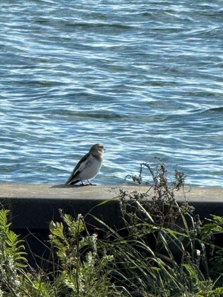 Snow Bunting - ML644042177