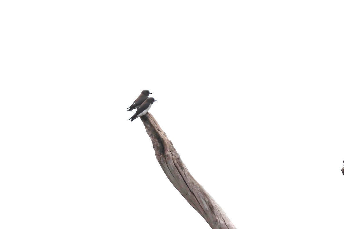 White-breasted Woodswallow - ML644042179