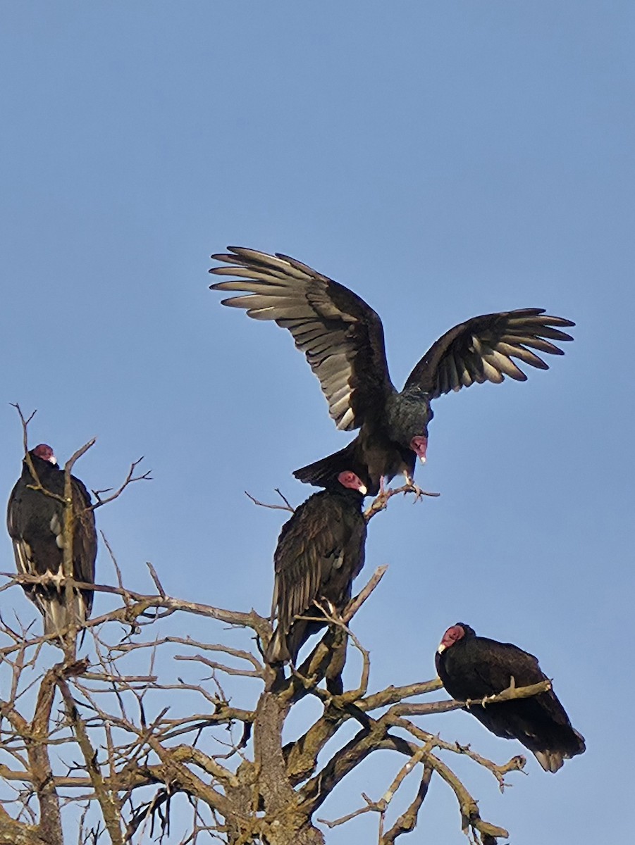 Turkey Vulture - ML644042180