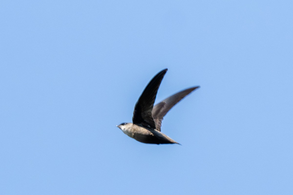 Vaux's Swift - ML644042183