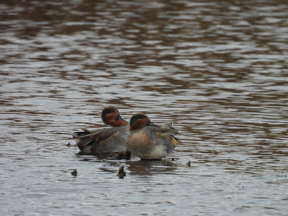 Green-winged Teal - ML644042184