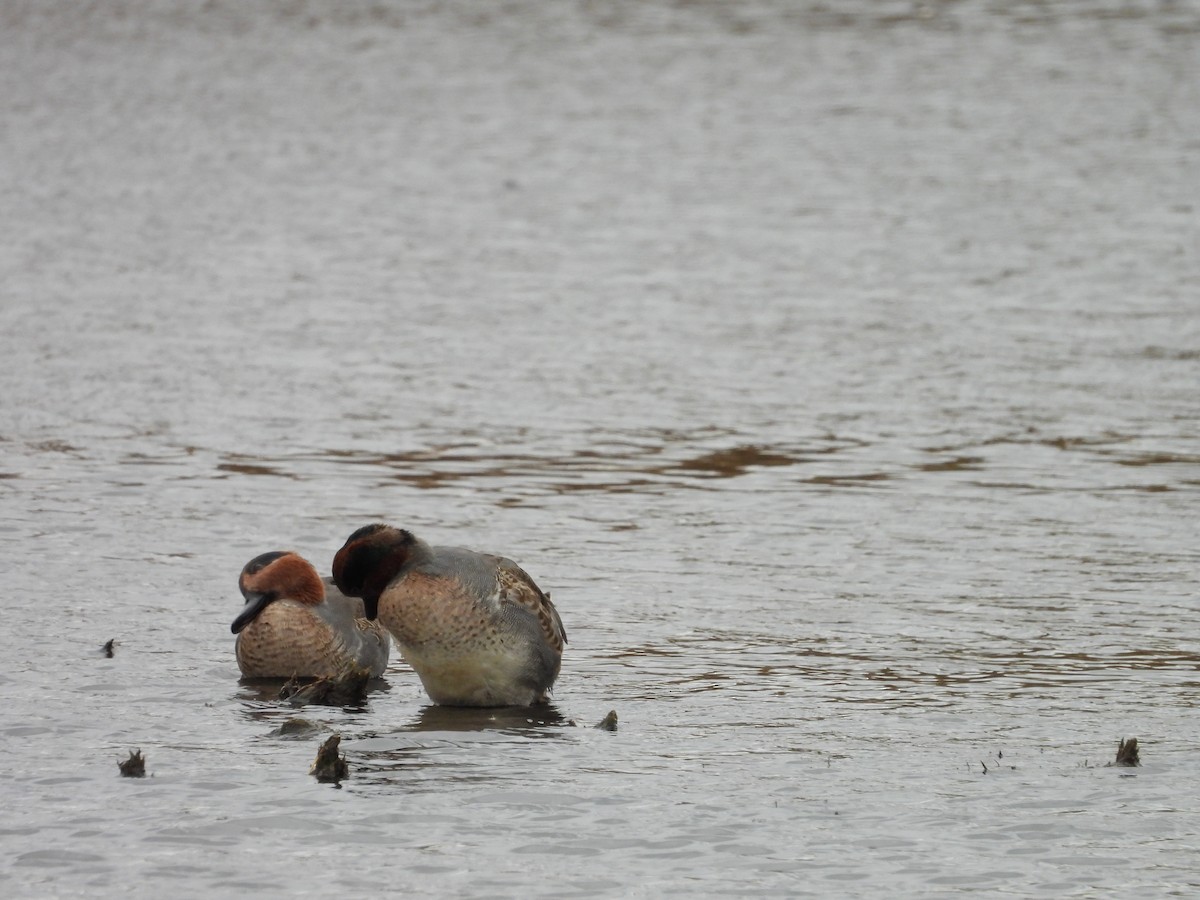 Green-winged Teal - ML644042207