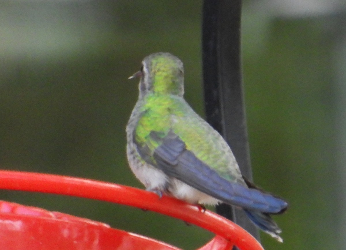 Broad-billed Hummingbird - ML644042208