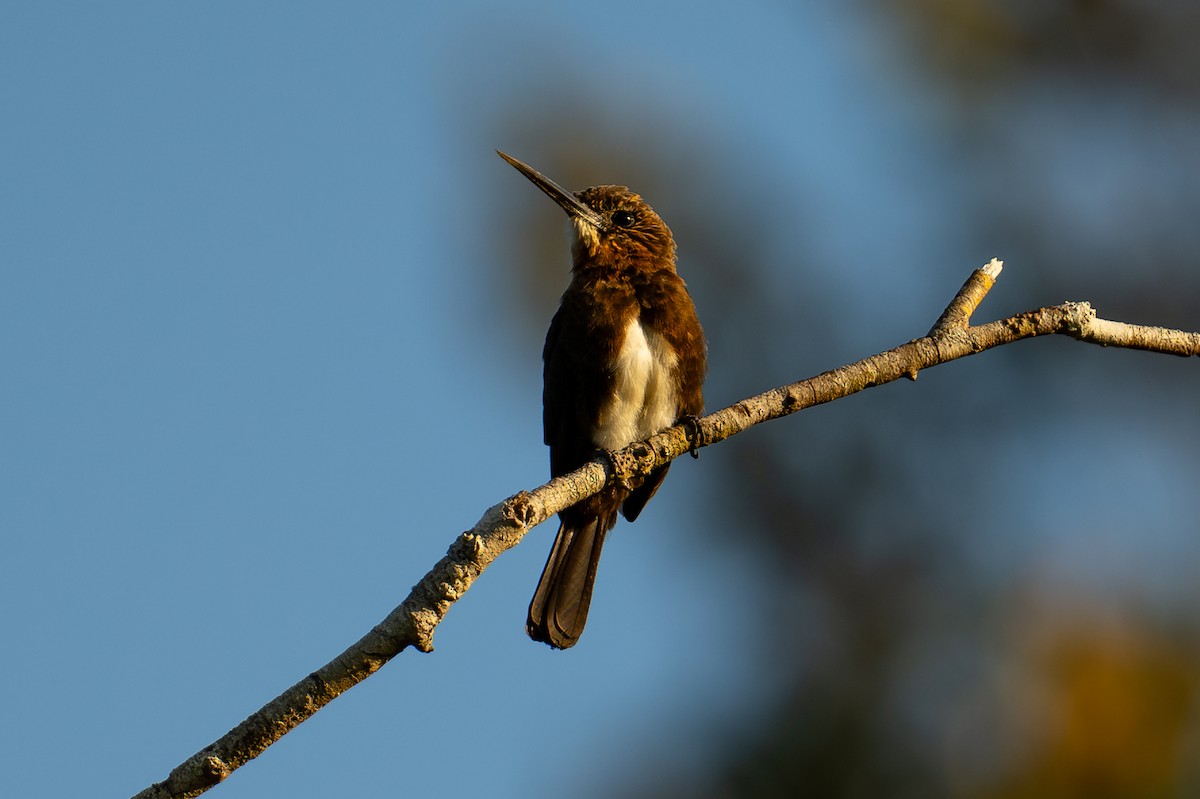 Brown Jacamar - ML644042211