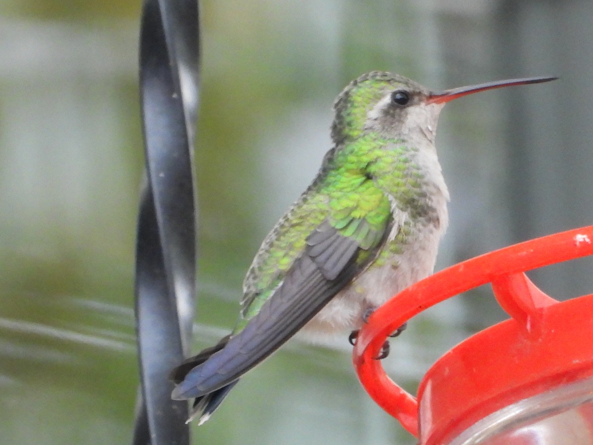 Broad-billed Hummingbird - ML644042216