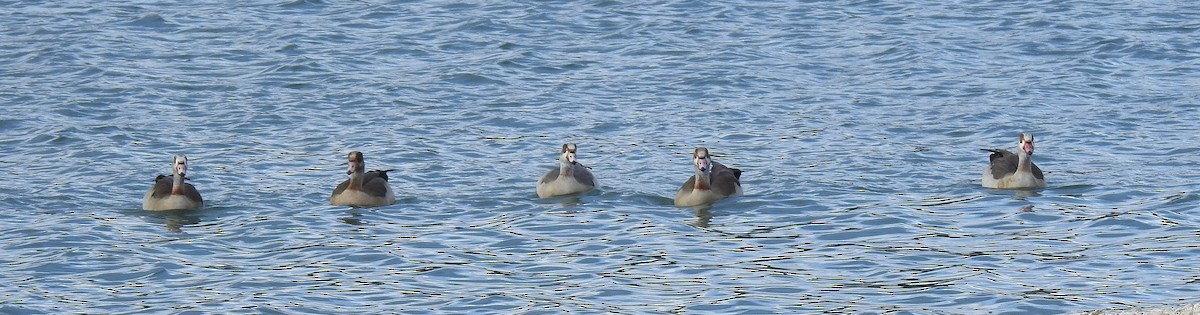 Egyptian Goose - ML644042217