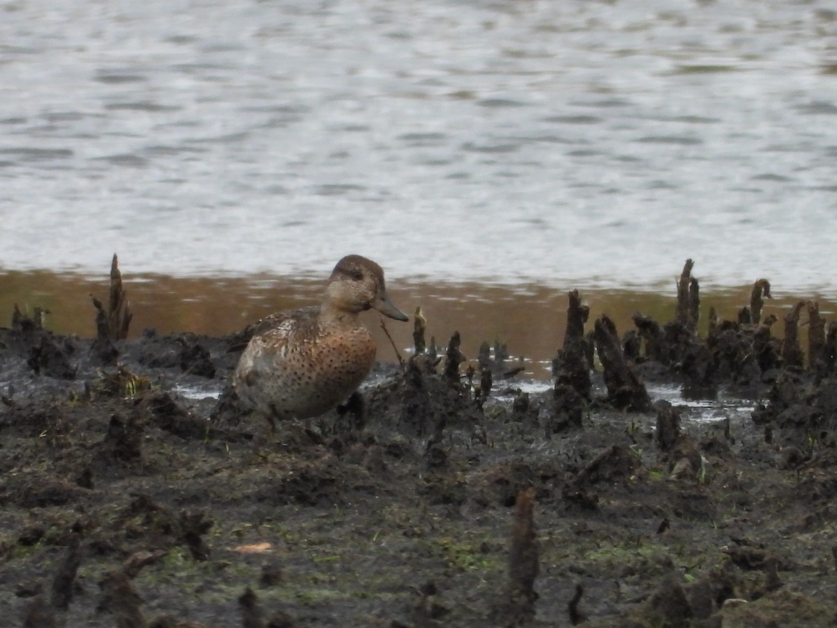 Green-winged Teal - ML644042290