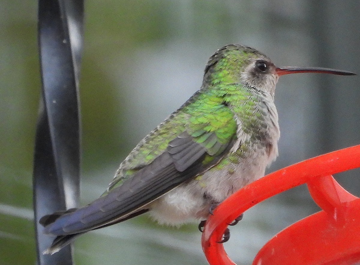 Broad-billed Hummingbird - ML644042306