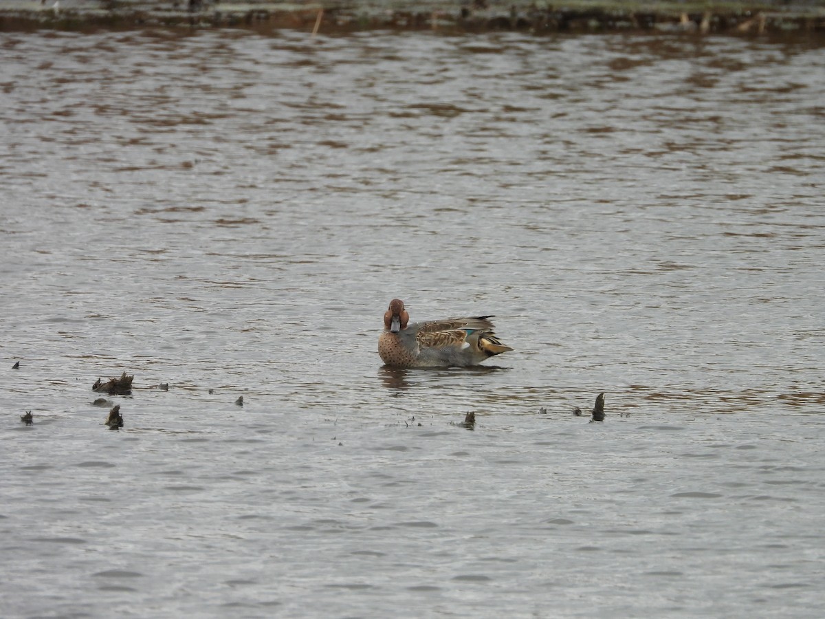 Green-winged Teal - ML644042309