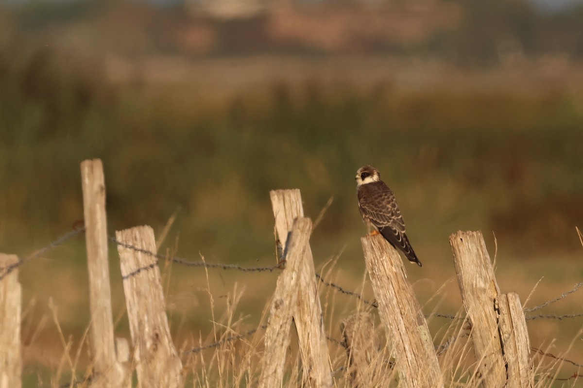 Турамтай шонхор - ML644042319