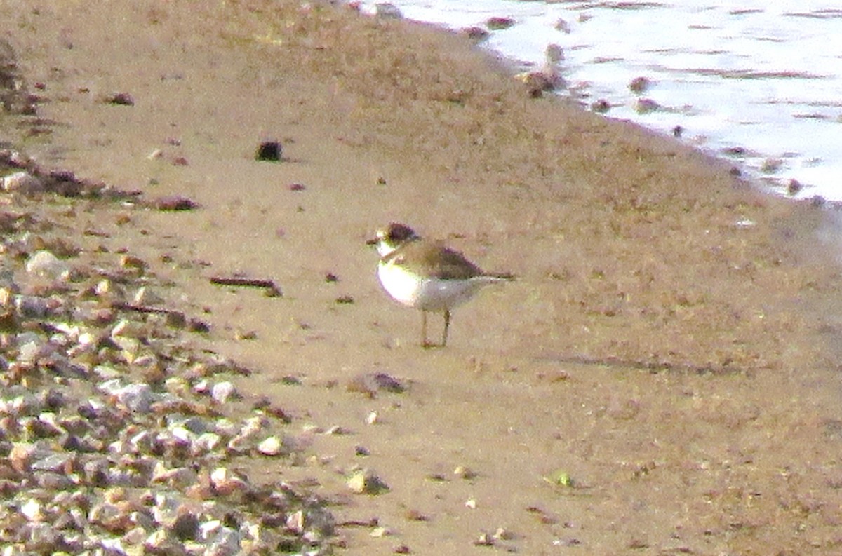 Semipalmated Plover - ML644042326