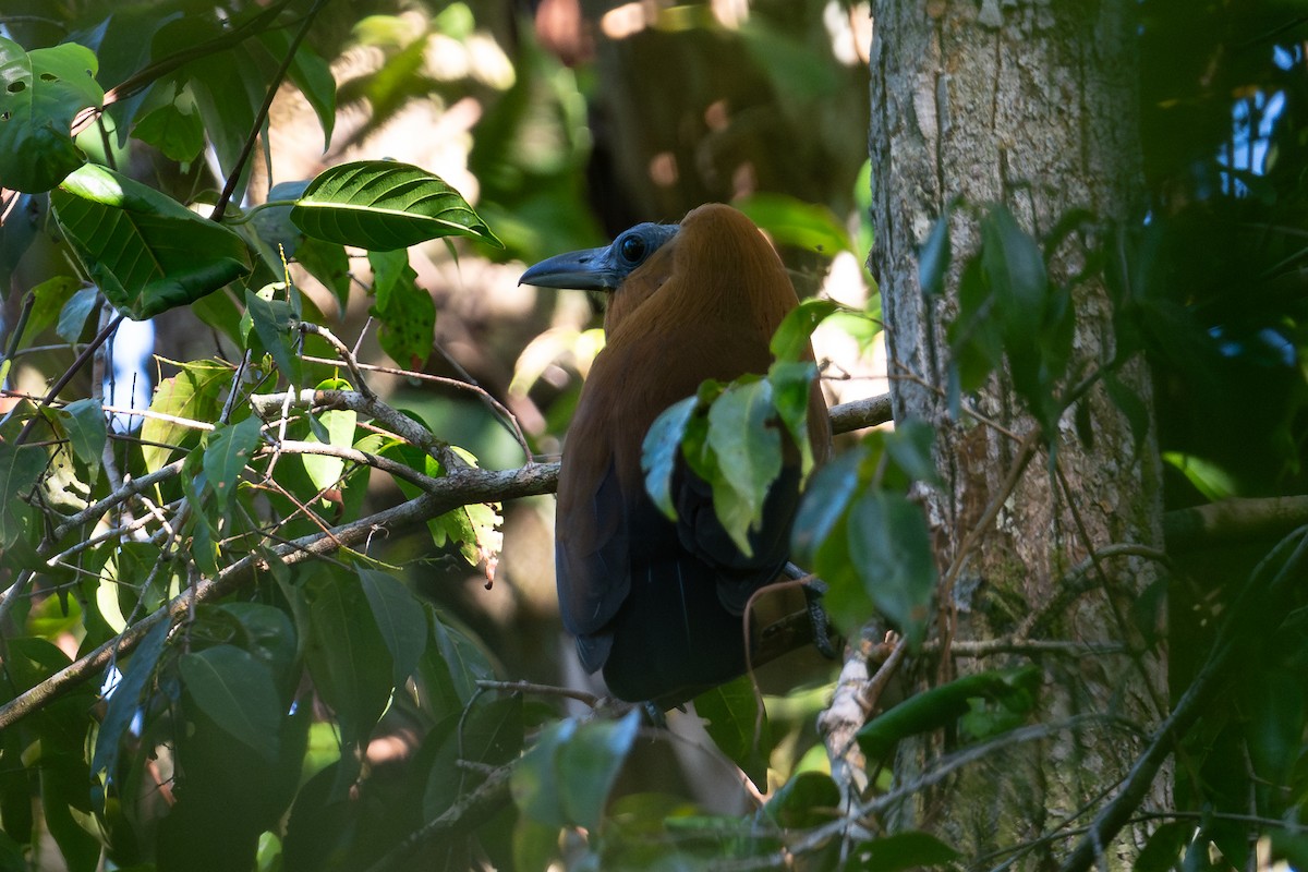 Capuchinbird - ML644042330