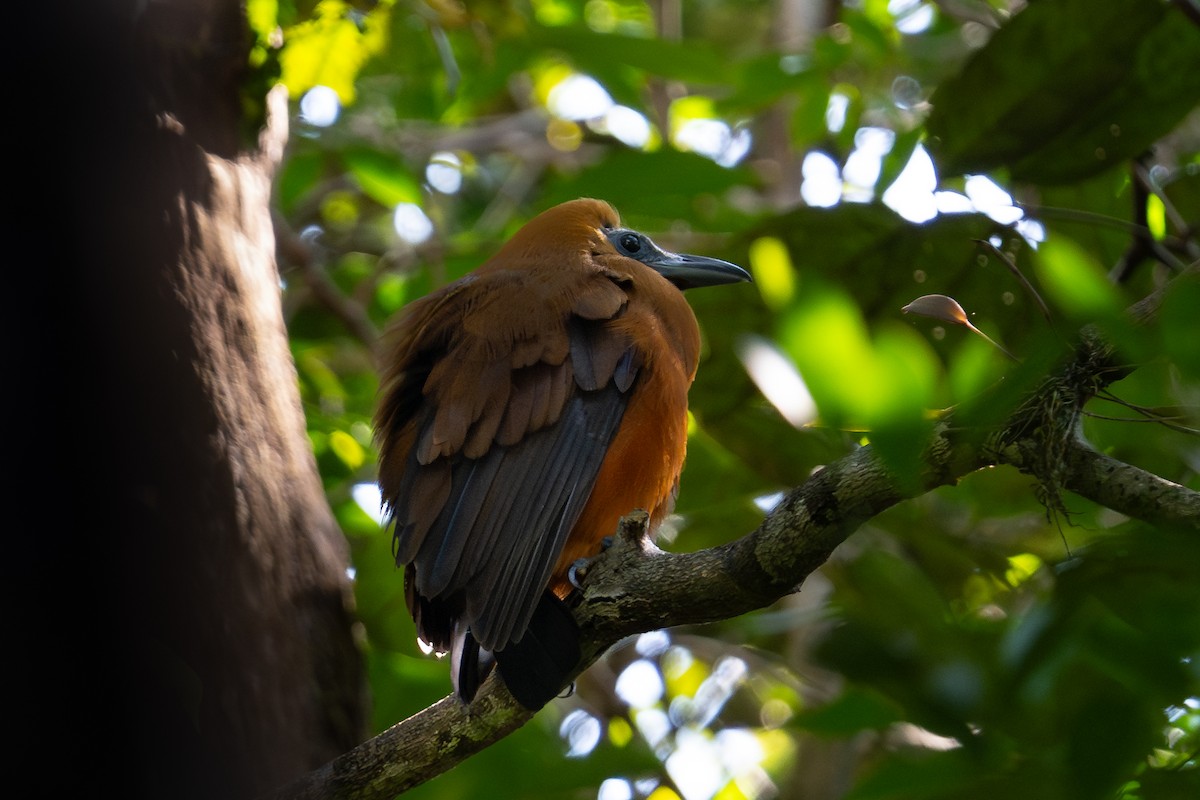 Capuchinbird - ML644042331