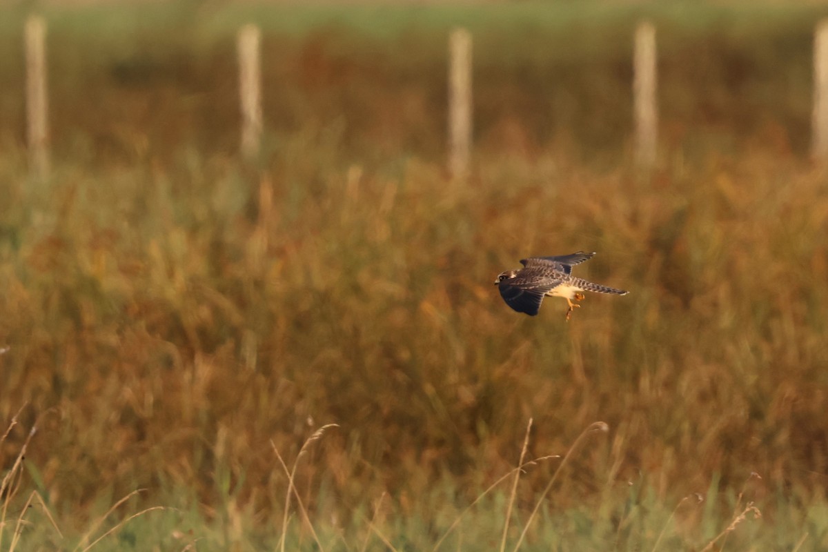 Турамтай шонхор - ML644042332