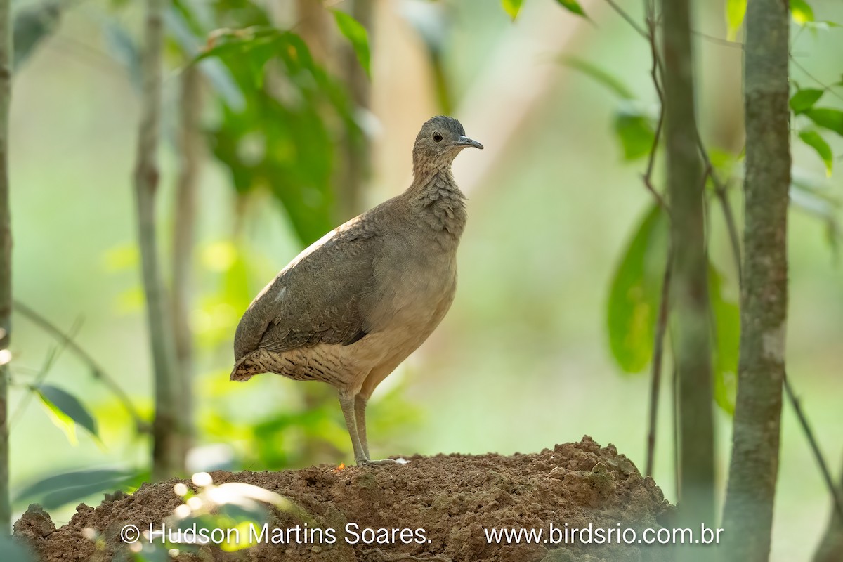 シロハラシギダチョウ - ML644042347