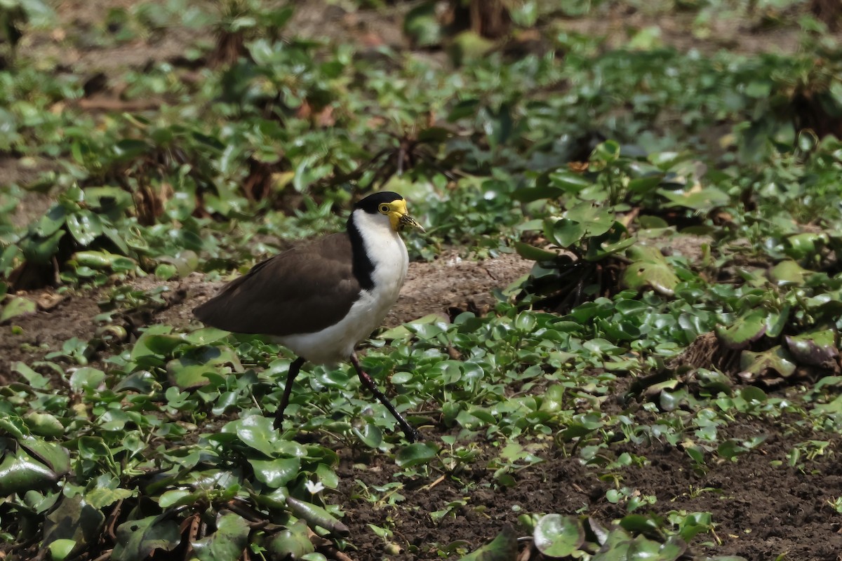 Masked Lapwing (Black-shouldered) - ML644042371